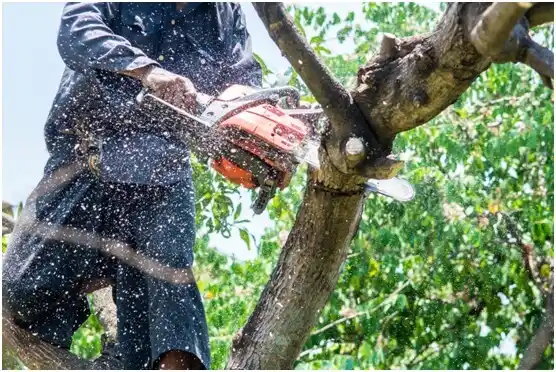 tree services Barview
